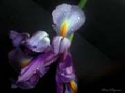 unknow artist Realistic Orchid painting